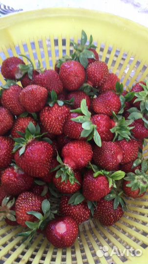 Саженцы клубники