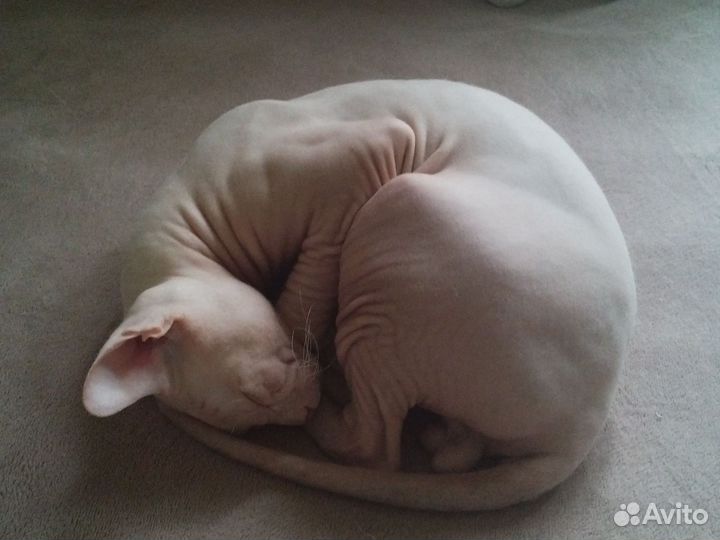 Котята сфинксов