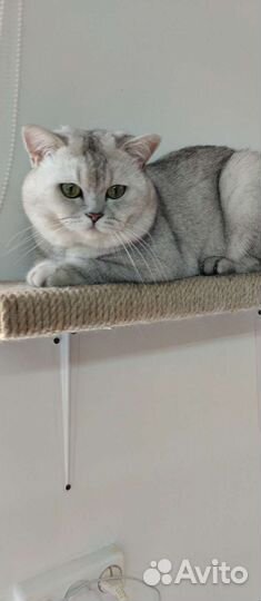 Вязка Шотландский котик и Продажа