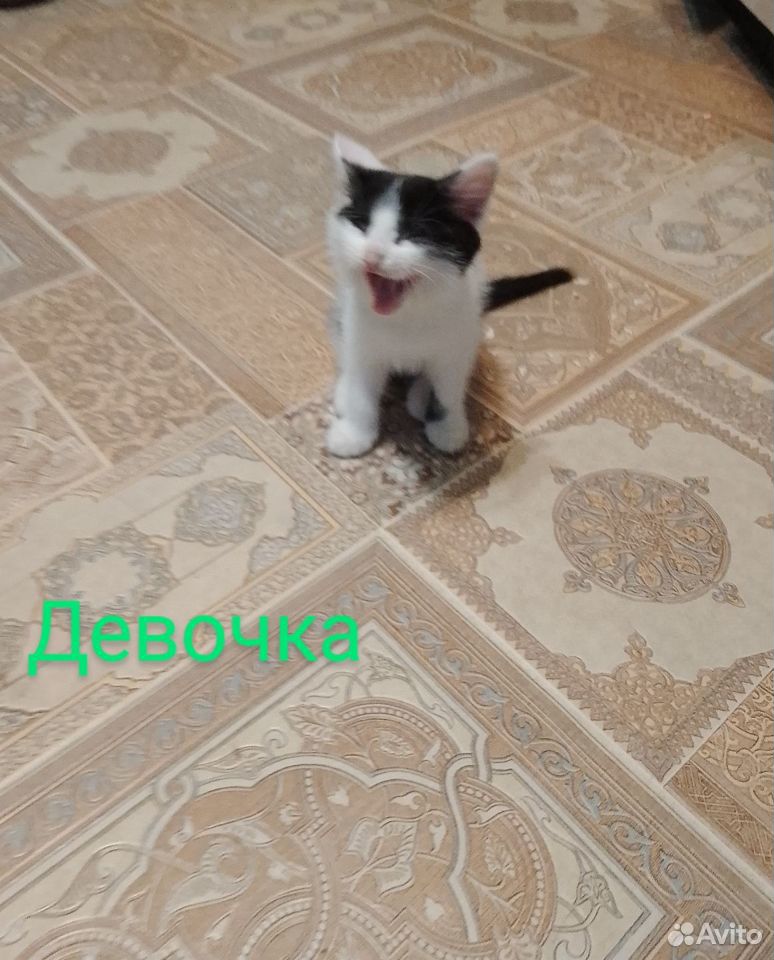 Котята в добрые руки бесплатно