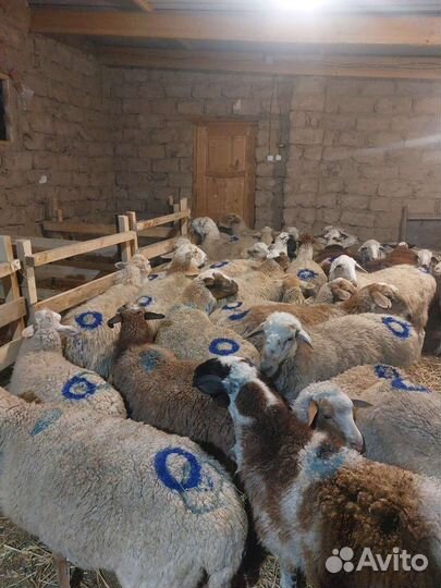 Овцы бараны