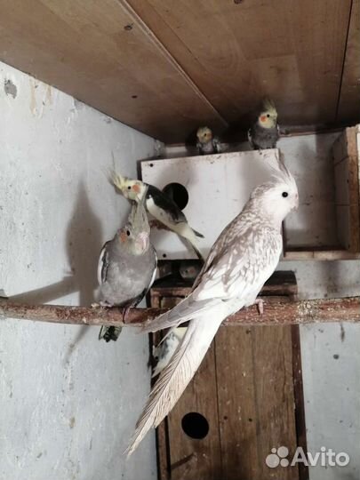 Попугаи Карелла