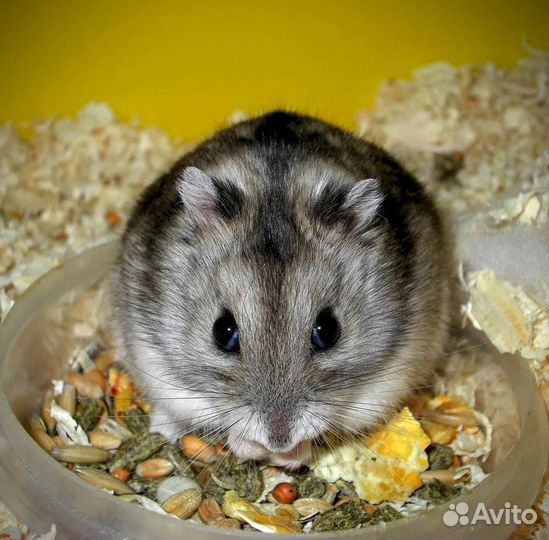 Джунгарский хомяк бесплатно