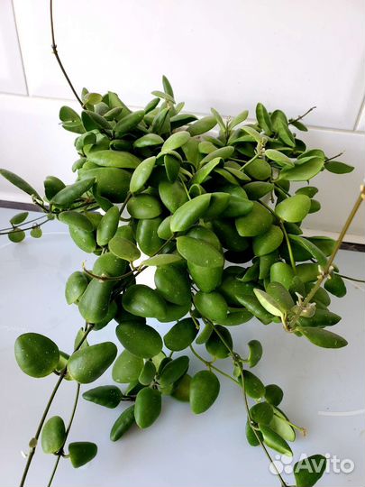 Хойи укорененные