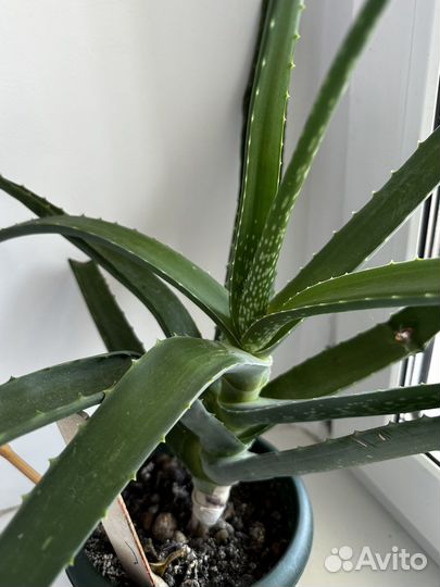 Хлорофитум, фикус, алоэ