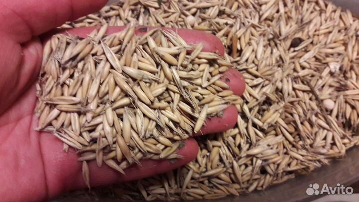 Ячмень, Овес, фуражный в мешках