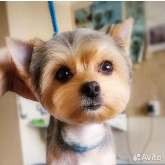 Стрижка собак Грумер