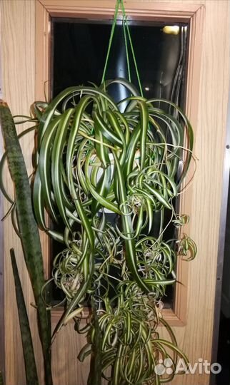 Хлорофитум