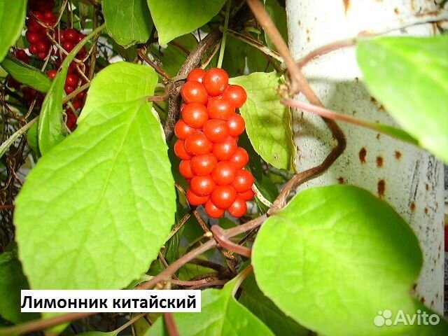 Лимонник китайский Саженцы купить в Ульяновске | Товары для дома и дачи ...
