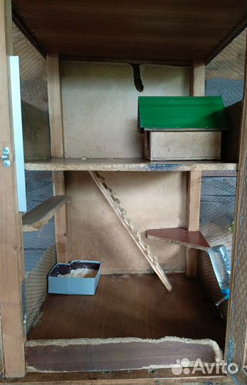 Продам шиншилл