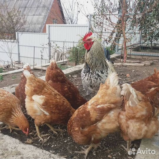 Куры несушки Легорн белая