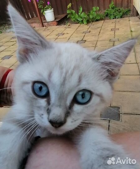 Котенок Охос Азулес