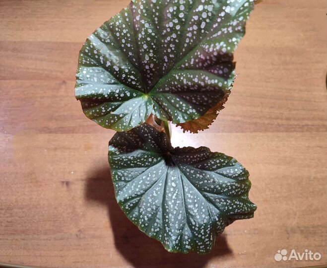 Бегония Коралловая