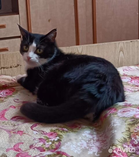 Котики бесплатно в добрые руки