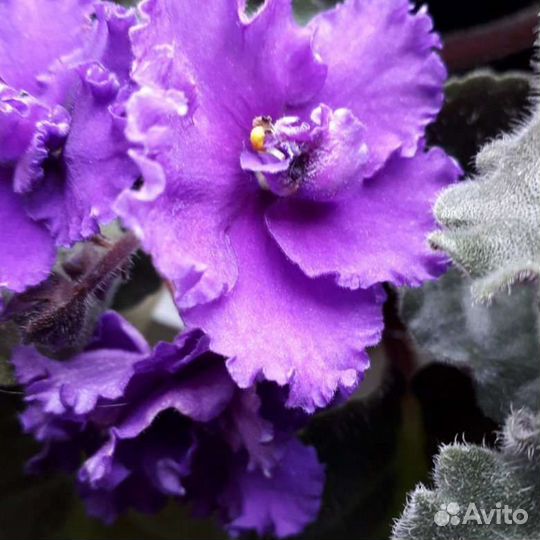 Детки сортовых фиалок