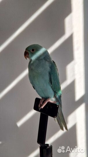 Птенцы докормыши ожерелового попугая