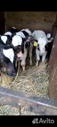 Телята бычки