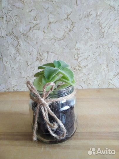 Комнатная мята