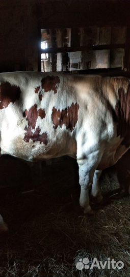 Мясо говядина