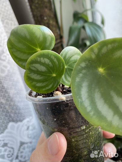 Комнатные цветы