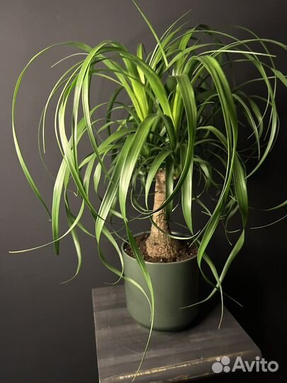 Бокарнея Нолина 55 см