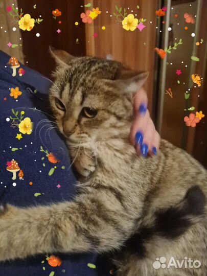 Котенок девочка 6 мес