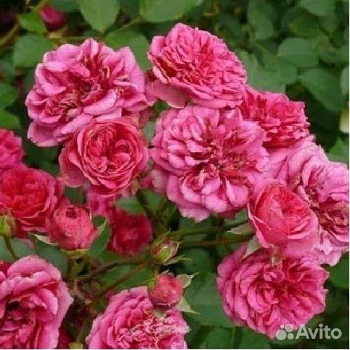 Роза Elmshorn саженцы