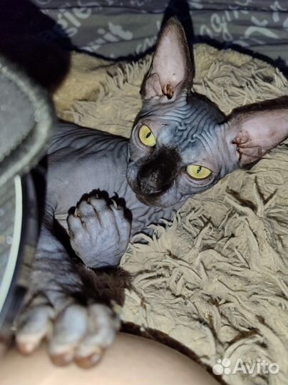 Канадский сфинкс вязка