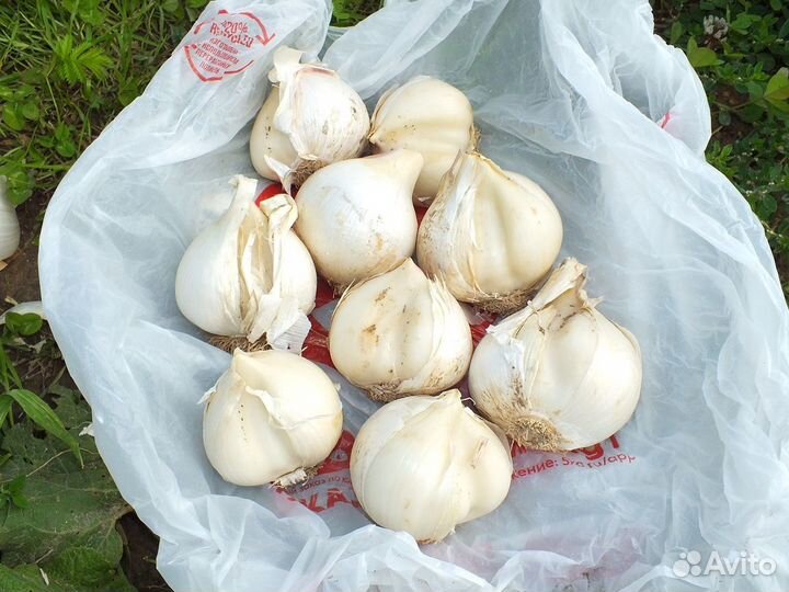 Лук Анзур (Суворовский)