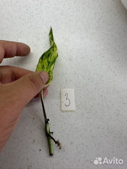 Эпипремнум еллоу флэйм