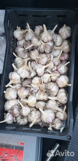 Чеснок