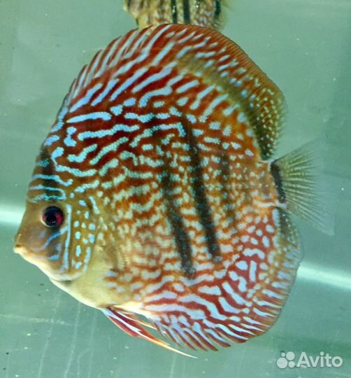 Продажа дискусов