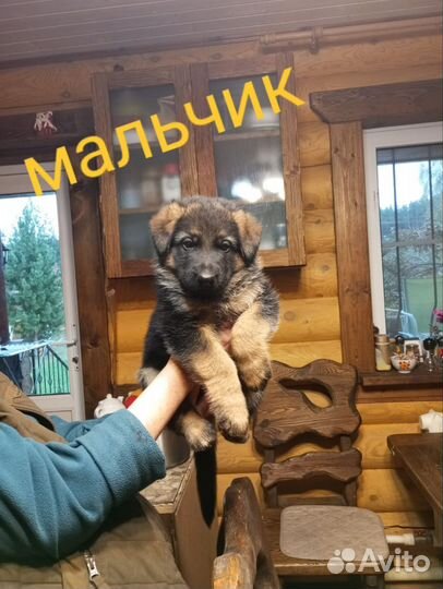 Щенки немецкой овчарки 2 месяца