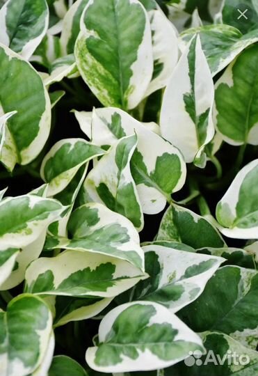 Эпипремнум Н - Джой, Дарк Форм