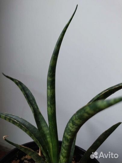 Сансевиерия