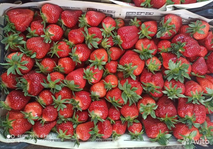 Клубника ранняя