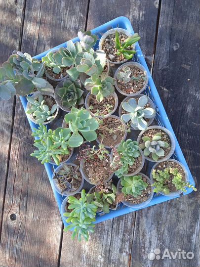 Суккуленты разные
