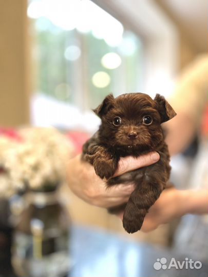 Русская цветная болонка + чихуа (дизайнерская)