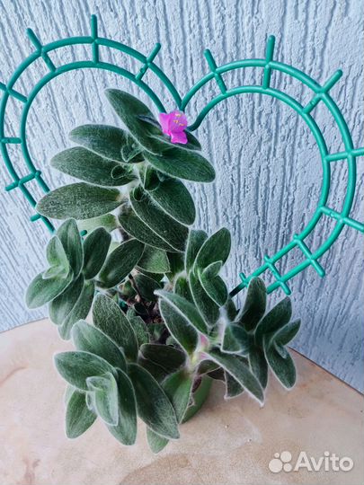 Укорененные черенки традесканций