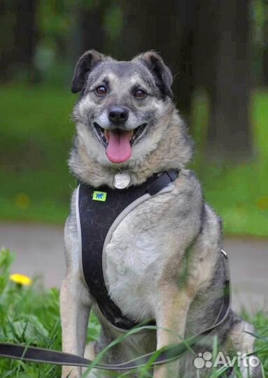 Степка ищет дом. Собака в добрые руки