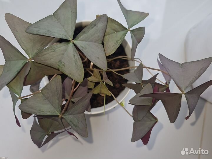 Кислица оксалис