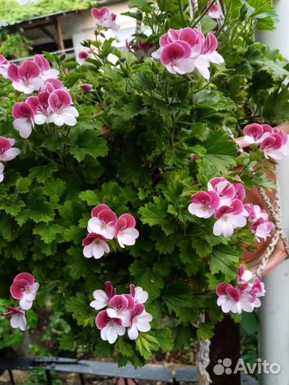 Пеларгония