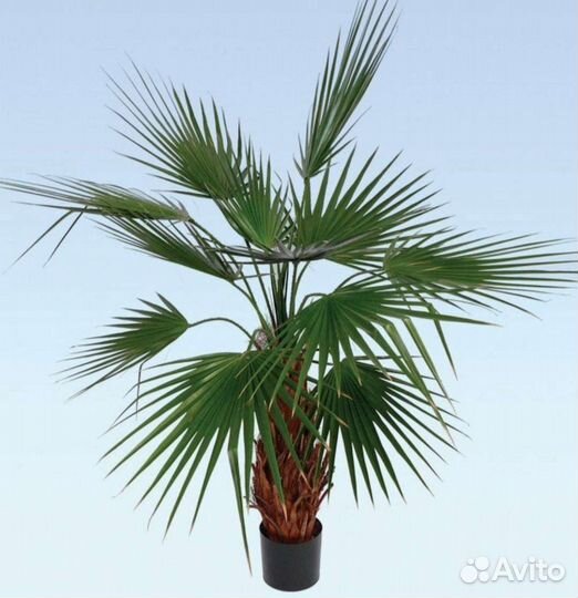 Пальма вашингтония