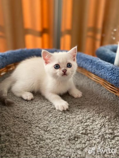 Шотландская