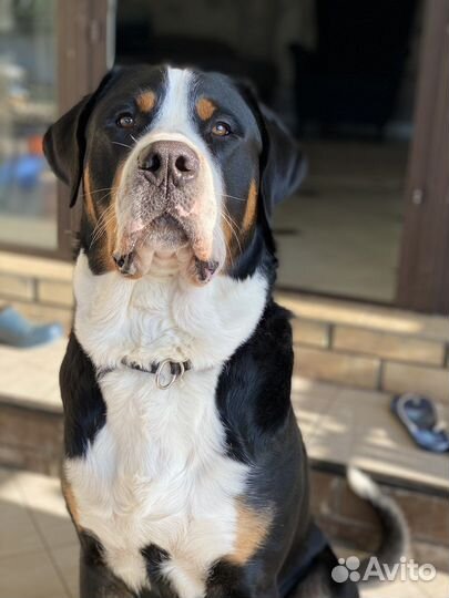 Вязка большой швейцарский зенненхунд