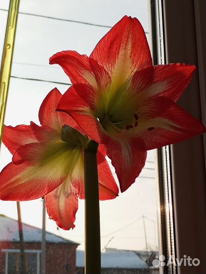 Гиппиаструм