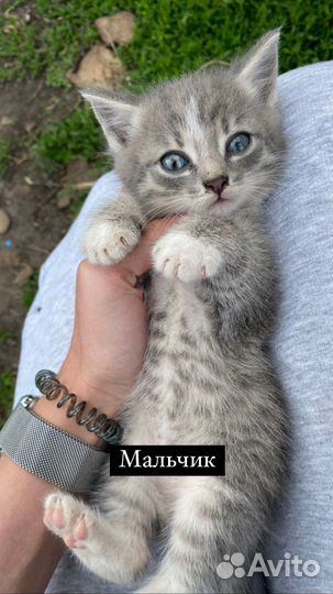 Котята в добрые руки даром