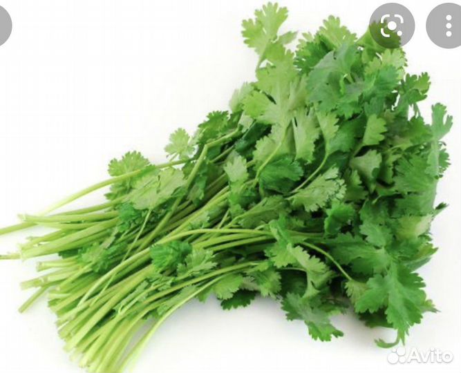 Кинза (кориандр) семена
