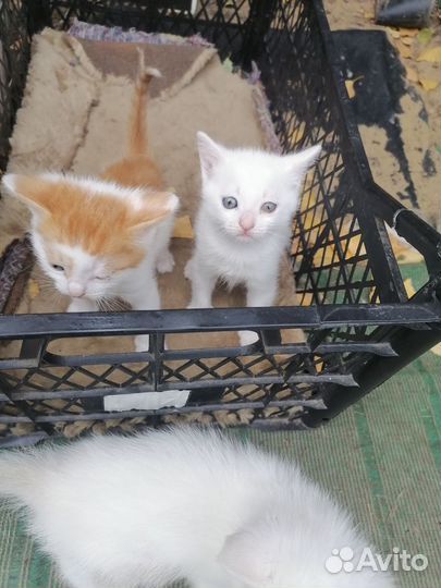Котята в добрые руки