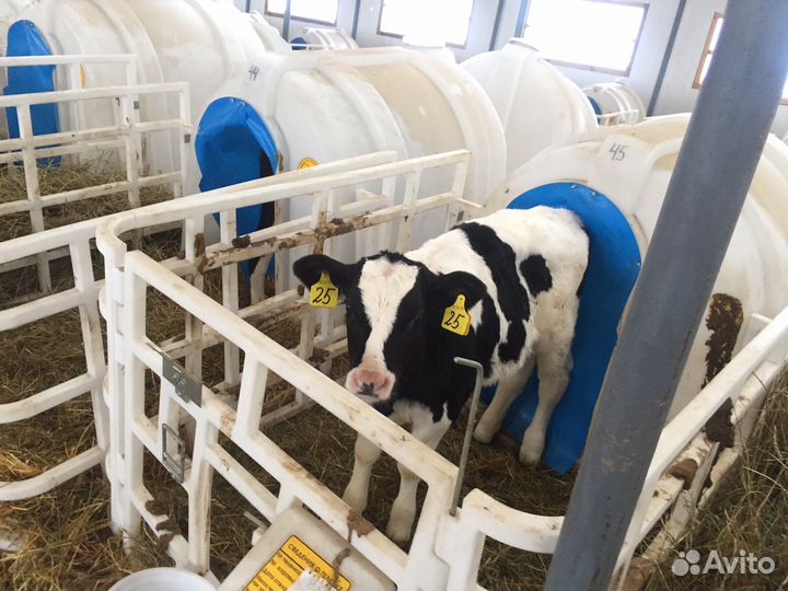 Бычки на откорм